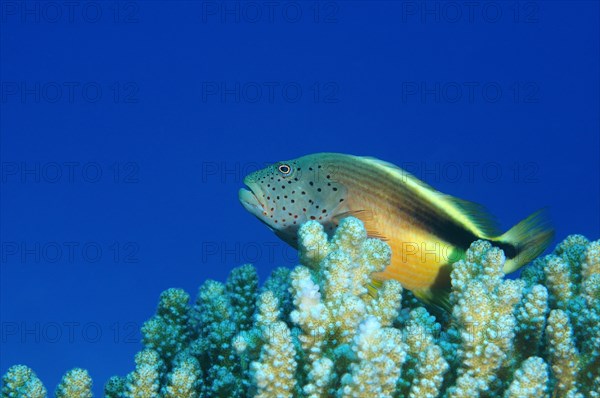 Black-sided Hawkfish (Paracirrhites forsteri)