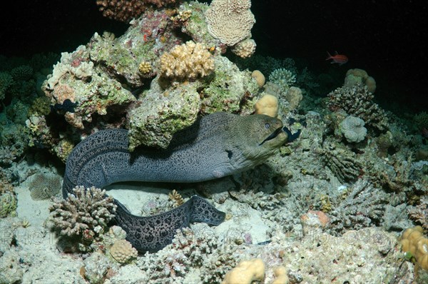 Giant Moray (Gymnothorax javanicus)