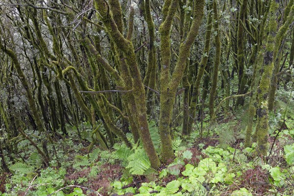 Moss-covered tree trunks in the cloud forest