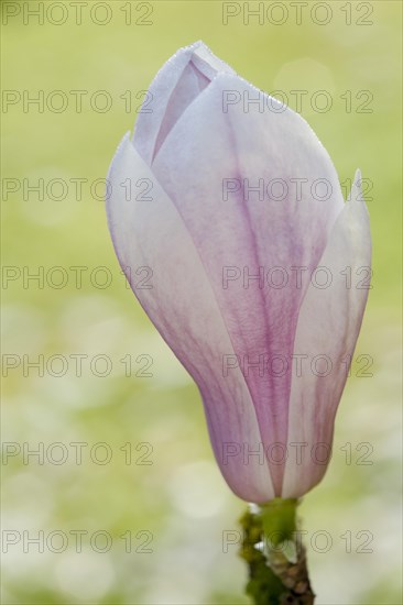 Magnolia (Magnolia)