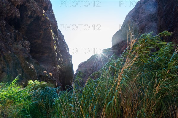 Masca Gorge with reeds