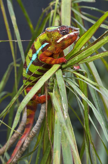 Panther Chameleon (Furcifer pardalis)