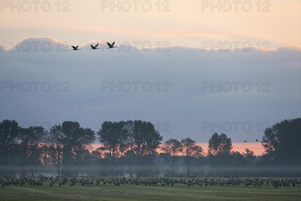 Common Cranes (Grus grus)