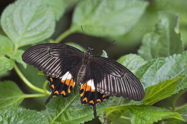 Great Mormon (Papilio memnon)