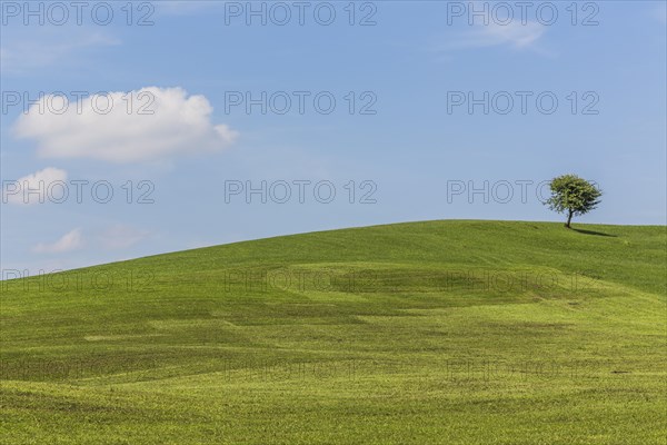 Meadow with solitary tree