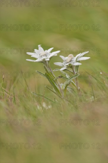 Alpine Edelweiss (Leontopodium nivale)