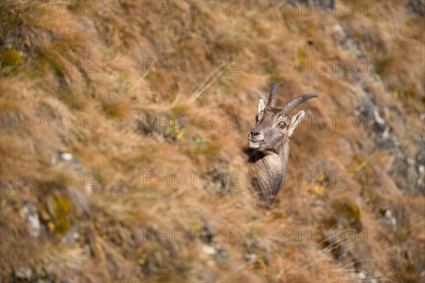 Alpine Ibex (Capra ibex)