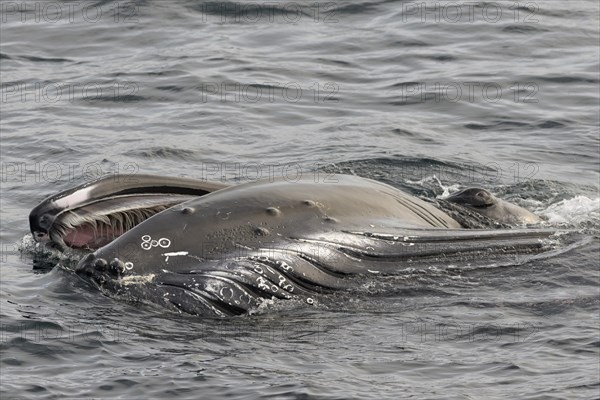 Humpback Whale (Megaptera novaeangliae) foraging at the sea surface