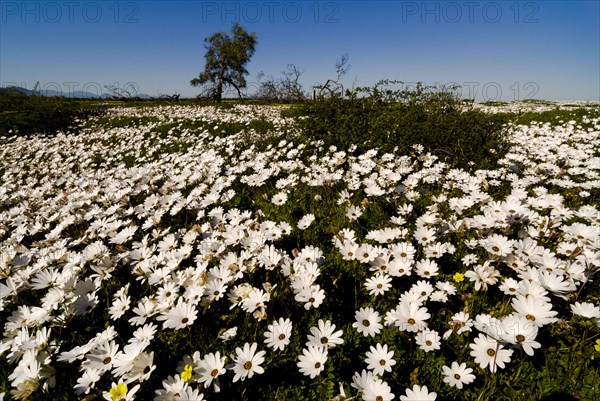 Meadow covered with Cape Marigolds or African Daisies (Osteospermum ecklonis)