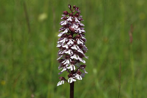 Lady Orchid (Orchis purpurea)