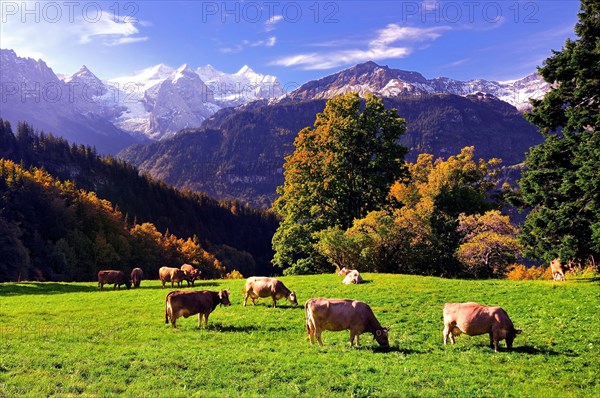 Grazing cows on a small mountain pasture at Hasliberg