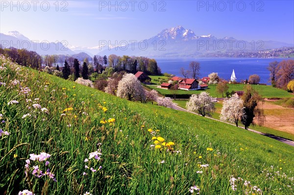 Cherry trees in full bloom at Lake Lucerne