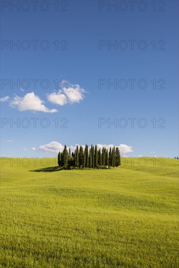 Mediterranean Cypresses (Cupressus sempervirens) and a cornfield