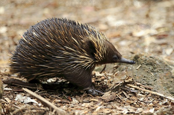 Short-beaked Echidna (Tachyglossus aculeatus) adult