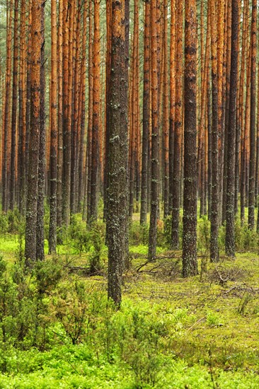 Scots Pines (Pinus sylvestris) in a dense pine forest