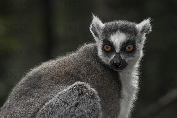 Ring-tailed Lemur (Lemur catta)