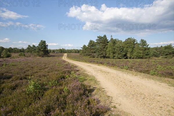 Path through heathlands