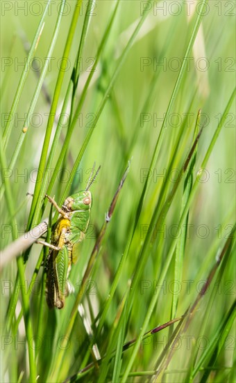 Meadow Grasshopper (Chorthippus parallelus) in the grass