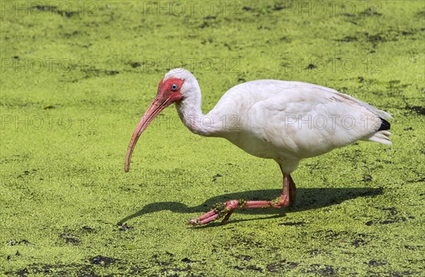 American White Ibis (Eudocimus albus) foraging in a swamp