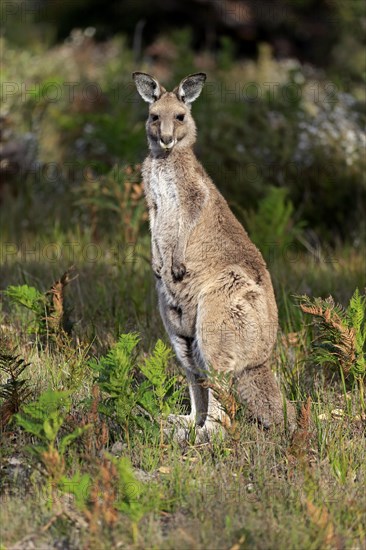 Eastern Grey Kangaroo (Macropus giganteus)