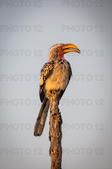 Southern Yellow-billed Hornbill (Tockus leucomelas)