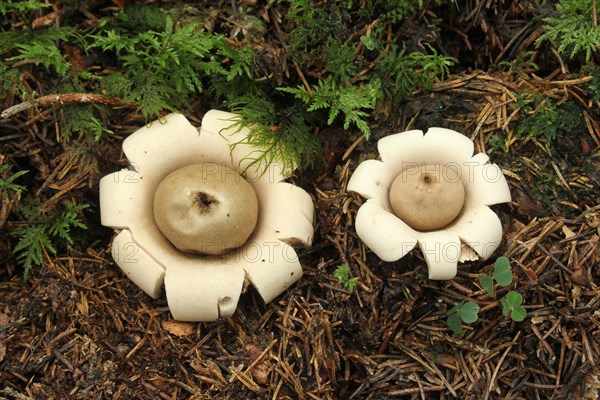 Fringed earthstar (Geastrum fimbriatum) on forest soil