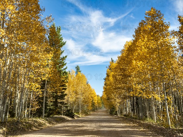 Road through autumnal aspen forest