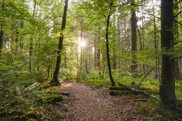 Light-flooded forest trail through alluvial forest