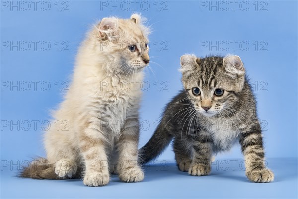 Two breedscats American Curl (Felis silvestris catus)