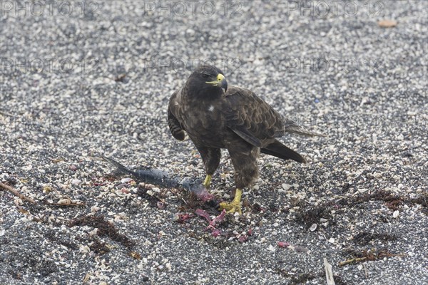 Galapagos Hawk (Buteo galapagoensis) with a caught fish