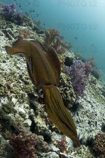 Bigfin Reef Squid (Sepioteuthis lessoniana)