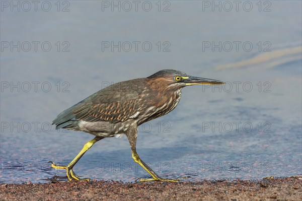 Striated Heron (Butorides striata)