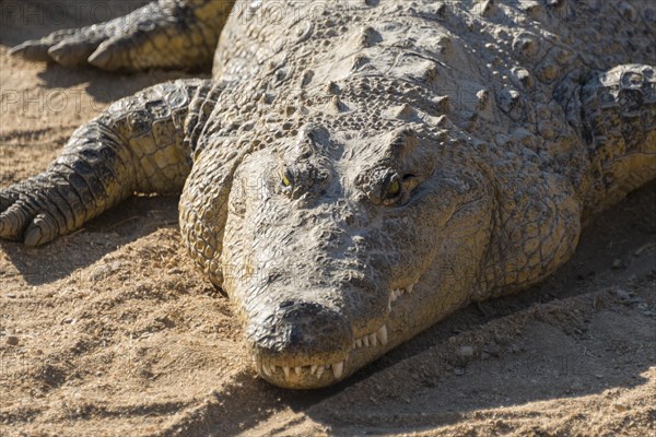 Nile Crocodile (Crocodylus niloticus)