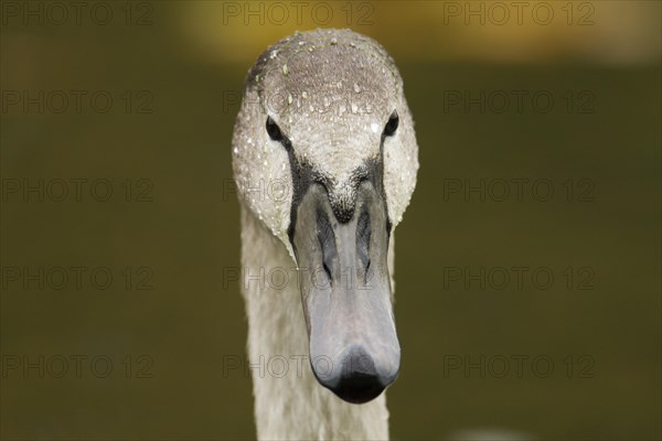 Mute Swan (Cygnus olor)