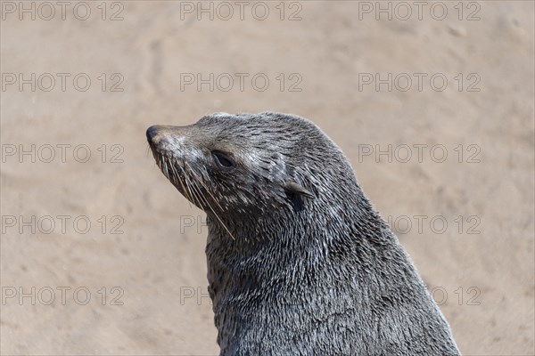 Brown Fur Seal or Cape Fur Seal (Arctocephalus pusillus)