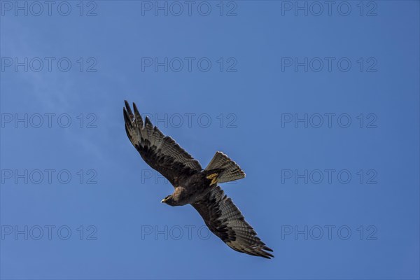 Galapagos Hawk (Buteo galapagoensis)