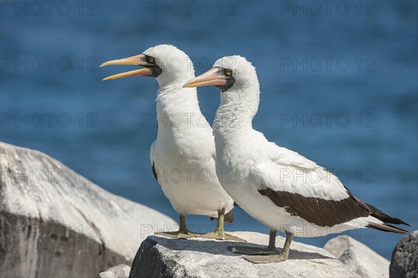 Nazca Boobies (Sula granti)