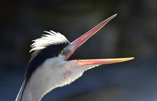 Grey Heron (Ardea cinerea)