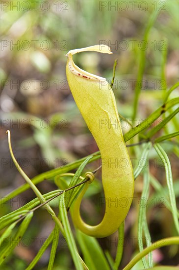 Pitcher Plant (Nepenthes)