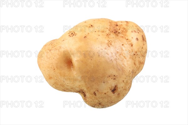 Potato