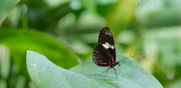 Cydno Longwing (Heliconius cydno)