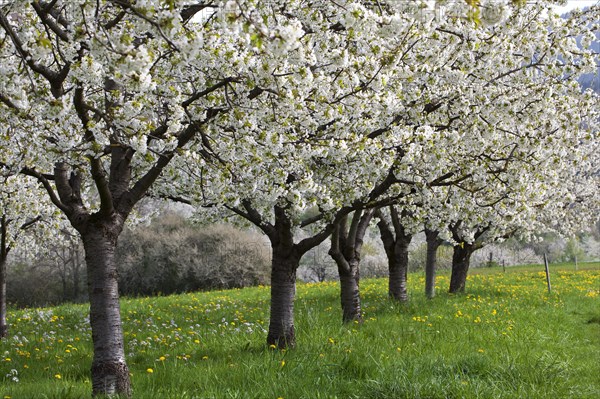 Cherry trees in full blossom