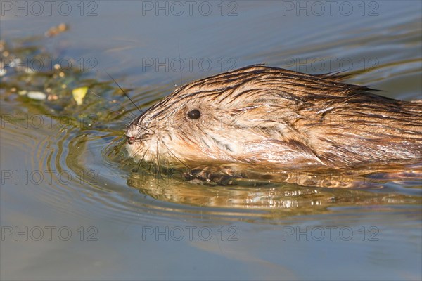 Muskrat (Ondatra zibethicus)