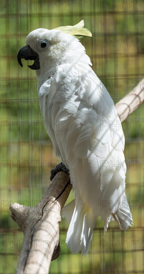 Sulphur-crested Cockatoo (Cacatua galerita)