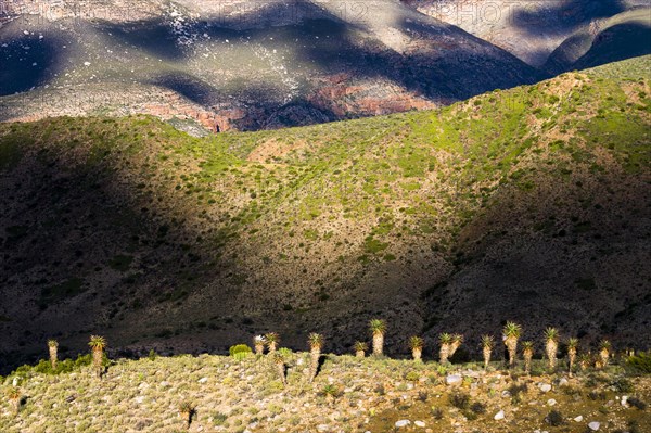 Cape Aloe (Aloe ferox) in the morning light