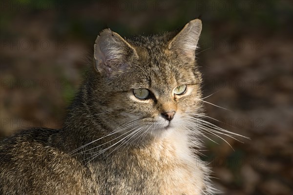 Wildcat (Felis silvestris)