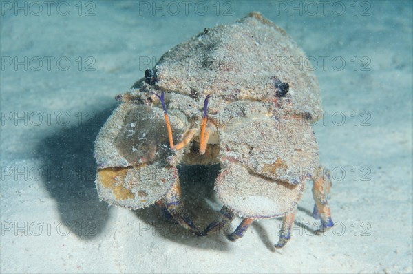 Mediterranean Slipper Lobster (Scyllarides latus)