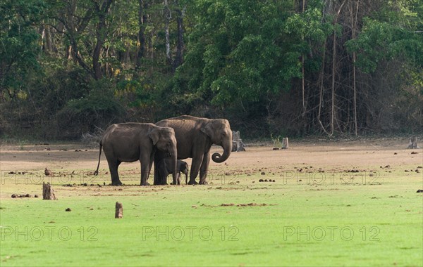 Asian elephants (Elephas maximus) with calf