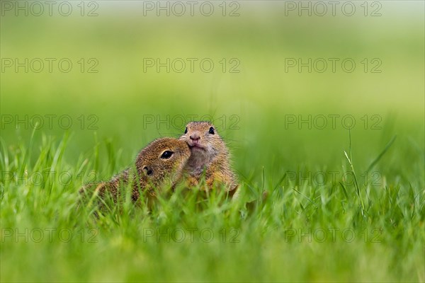 Two young European Ground Squirrels (Spermophilus citellus) making contact