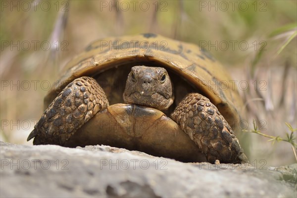 Spur-thighed Tortoise or Greek Tortoise (Testudo graeca ibera)